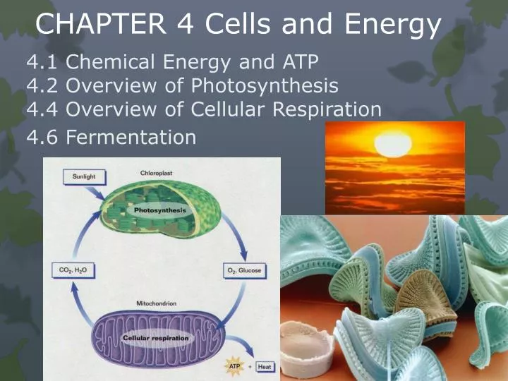 chapter 4 cells and energy
