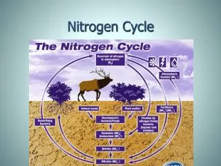 Nitrogen Cycle