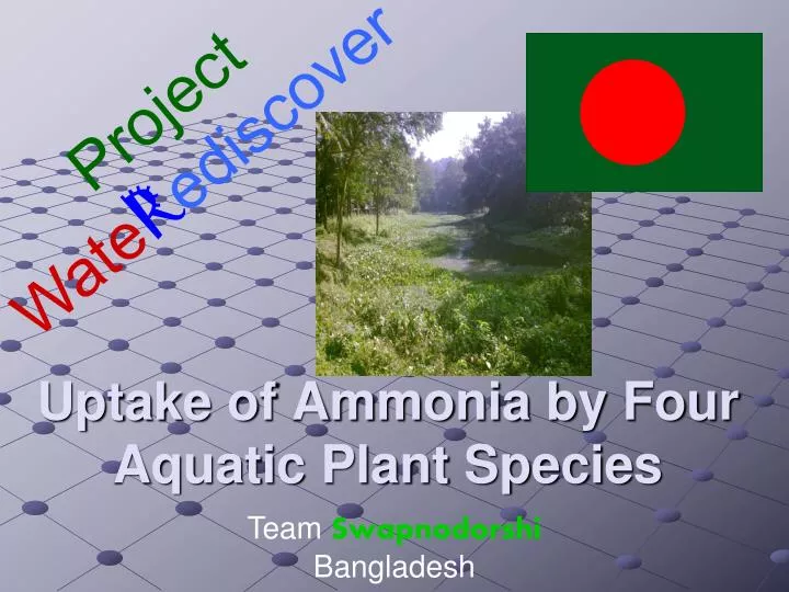 uptake of ammonia by four aquatic plant species