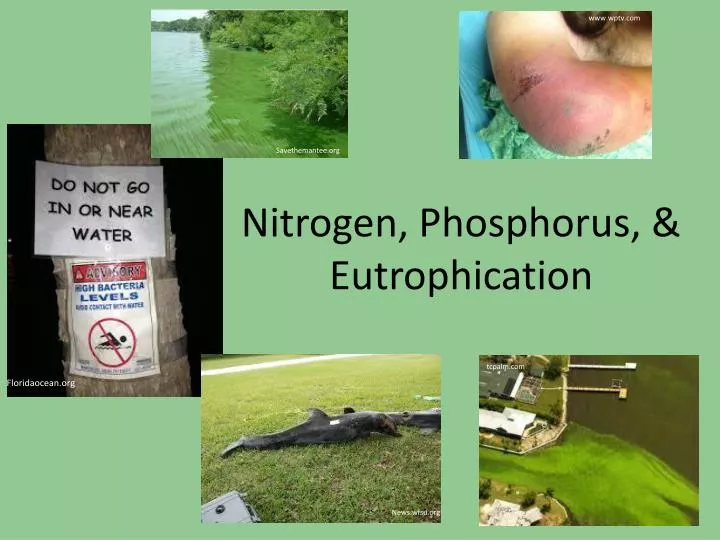 nitrogen phosphorus eutrophication