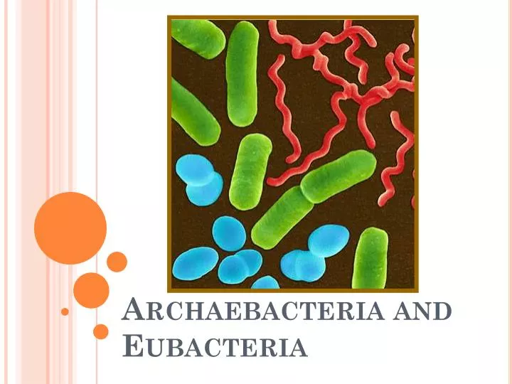 archaebacteria and eubacteria