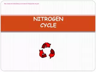 NITROGEN CYCLE