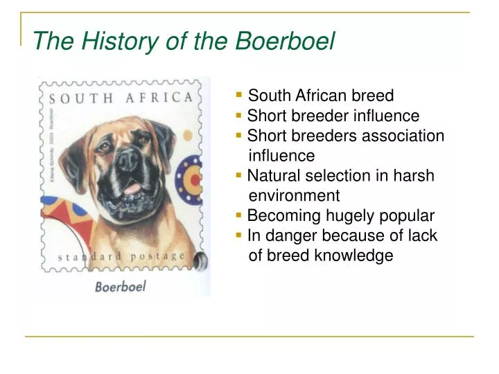 the history of the boerboel