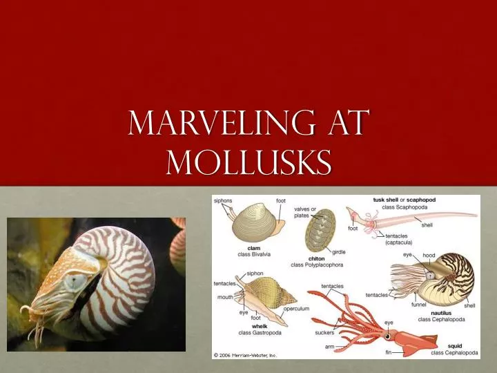 marveling at mollusks