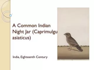 A Common Indian Night Jar ( Caprimulgu asiaticus )