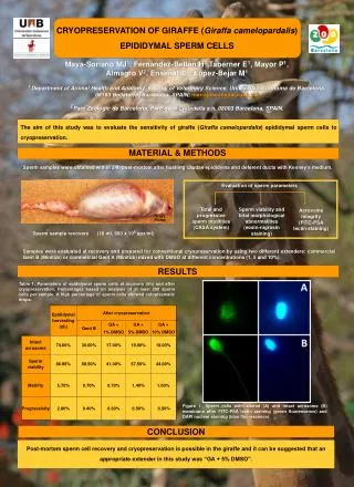 CRYOPRESERVATION OF GIRAFFE ( Giraffa camelopardalis ) EPIDIDYMAL SPERM CELLS