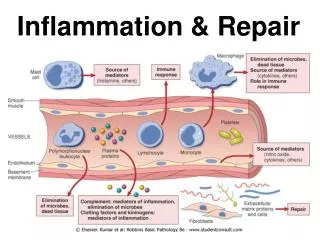 Inflammation &amp; Repair