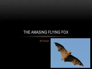 the amasing flying fox