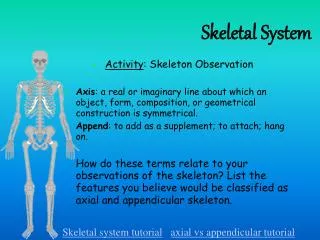 Skeletal System