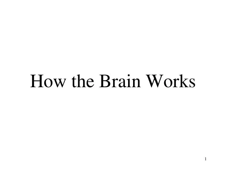 how the brain works