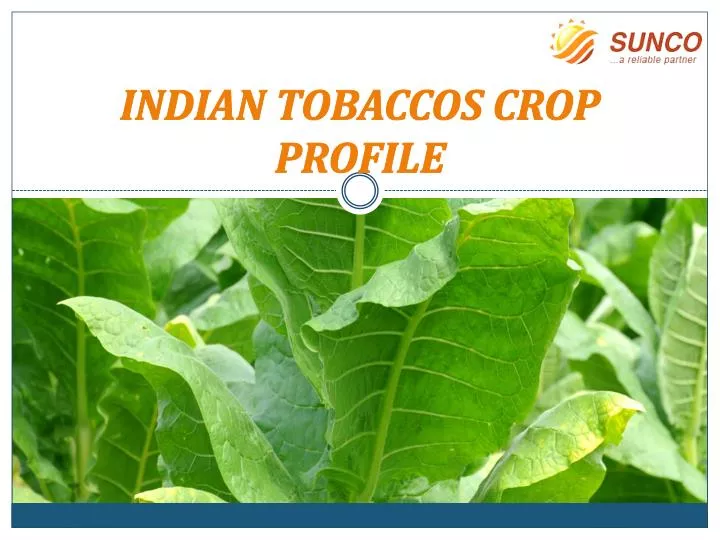 indian tobaccos crop profile