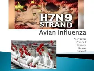 Avian Influenza