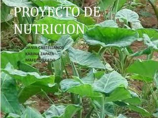 proyecto de nutricion