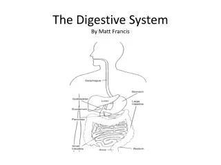 The Digestive System By Matt Francis