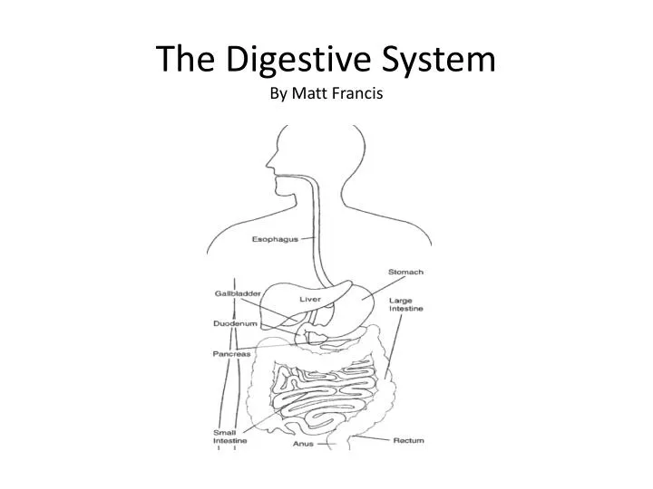 the digestive system by matt francis