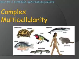 Bio 19.3 Complex Multicellularity