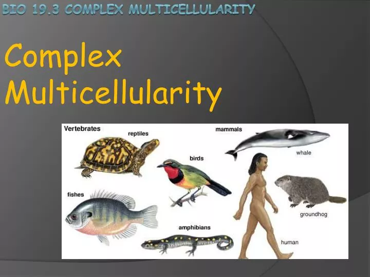 complex multicellularity