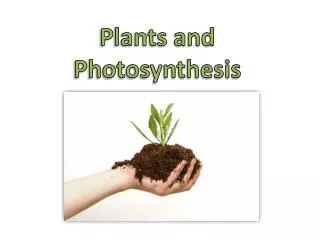 Plants and Photosynthesis