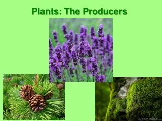 Plants: The Producers