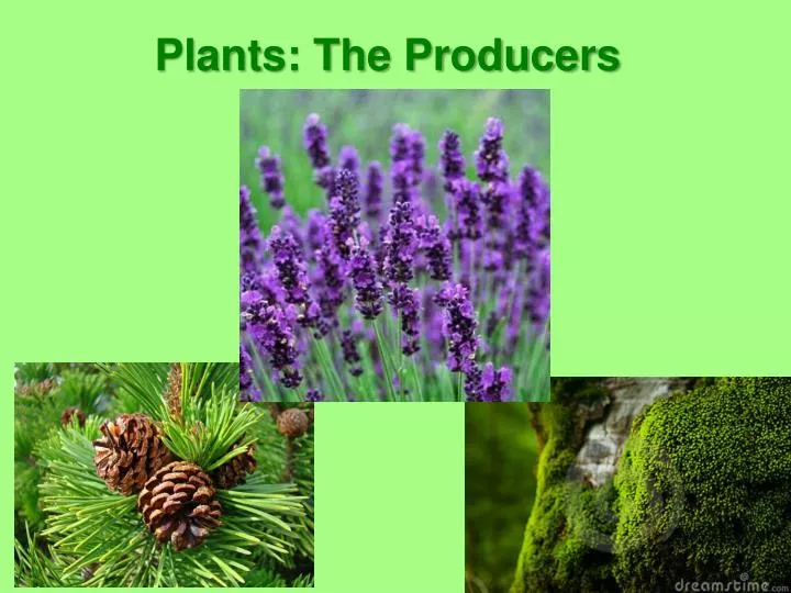 plants the producers