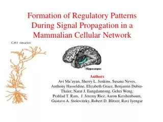 Formation of Regulatory Patterns During Signal Propagation in a Mammalian Cellular Network