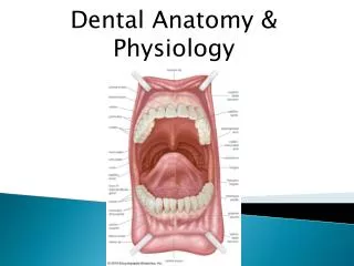 Dental Anatomy &amp; Physiology