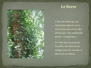 le lierre