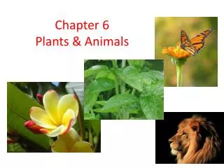 Chapter 6 Plants &amp; Animals