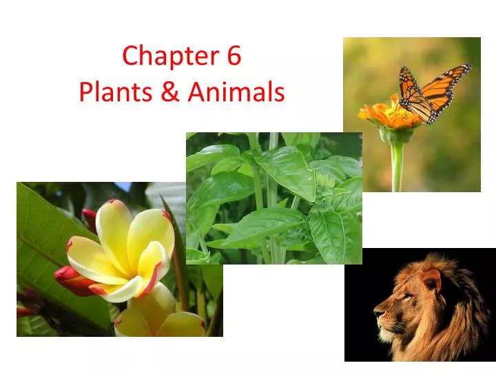 chapter 6 plants animals