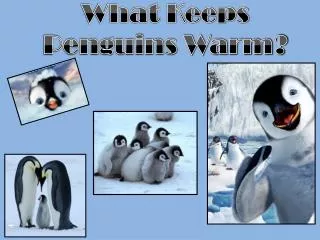 What Keeps Penguins Warm?