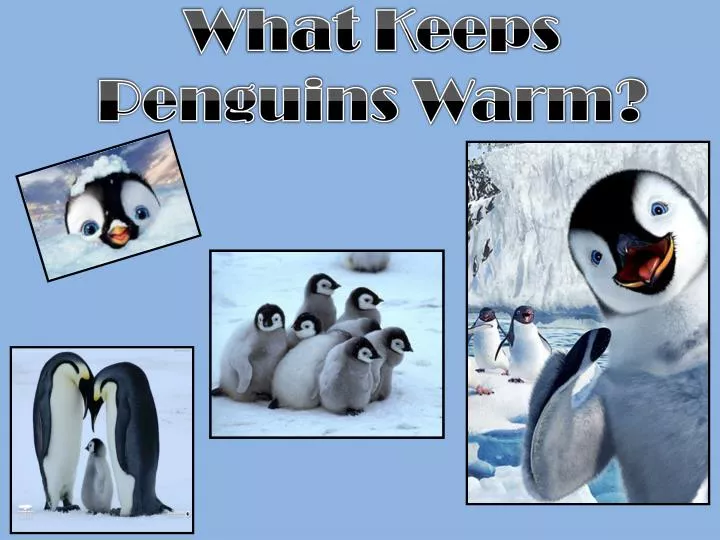 what keeps penguins warm