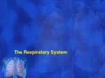 The Respiratory System - slide 1