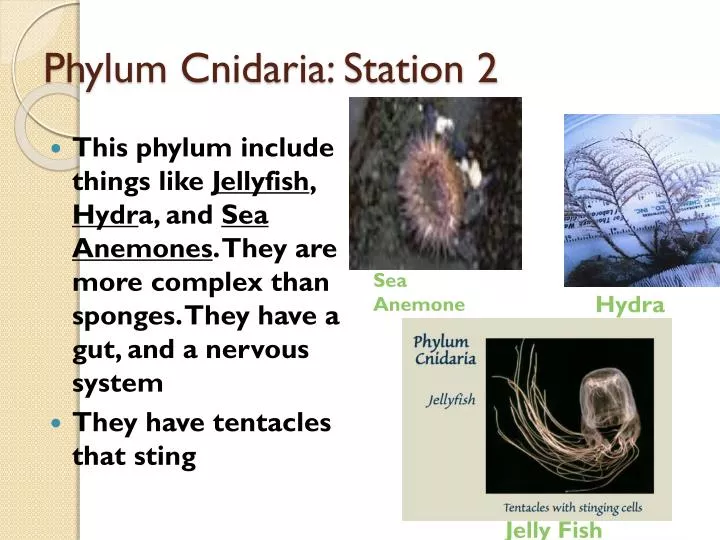 phylum cnidaria station 2