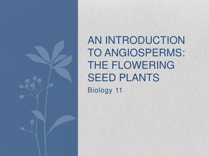 an introduction to angiosperms the flowering seed plants