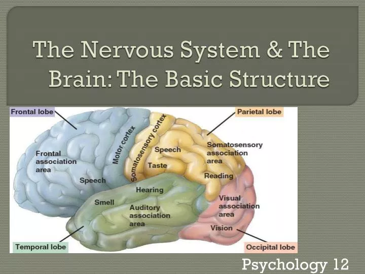 the nervous system the brain the basic structure