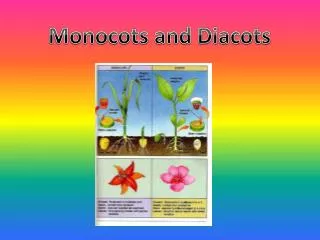 Monocots and Diacots
