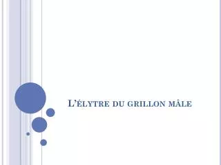 L’élytre du grillon mâle