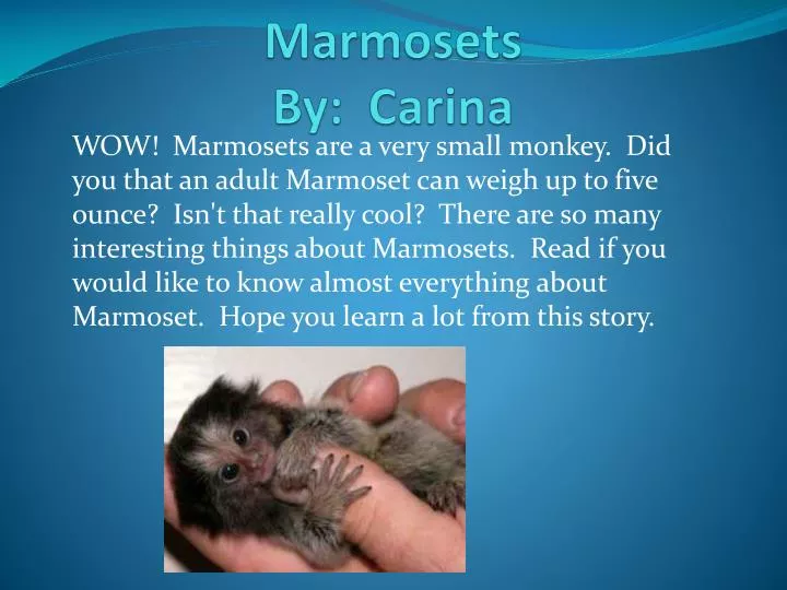marmosets by carina