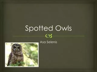 Spotted Owls