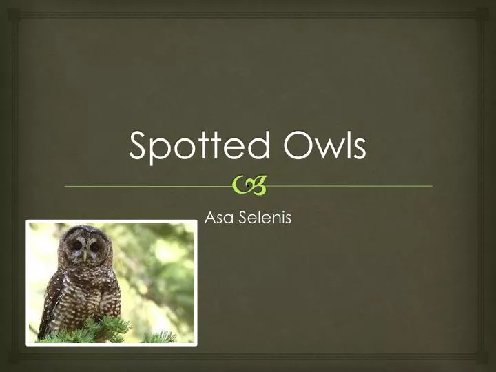 spotted owls