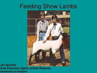 Feeding Show Lambs