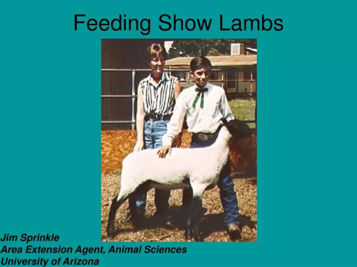 feeding show lambs