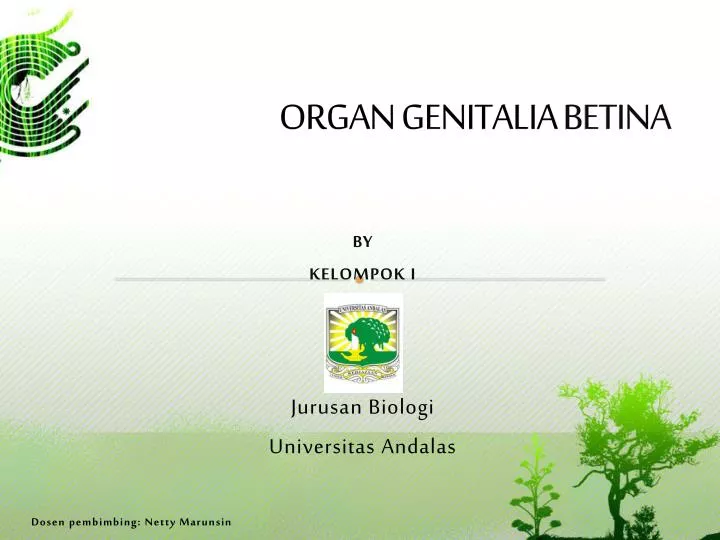 organ genitalia betina