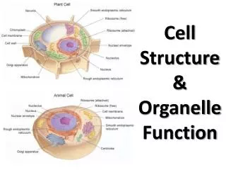 Cell Structure &amp; Organelle Function