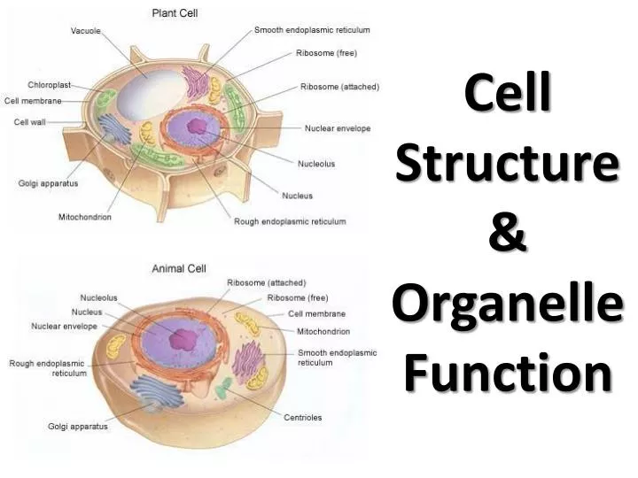 cell structure organelle function