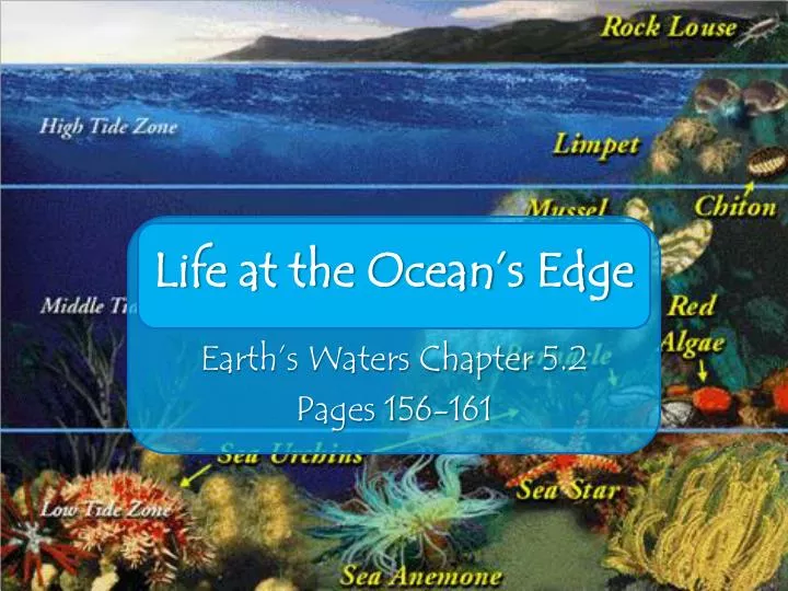 life at the ocean s edge