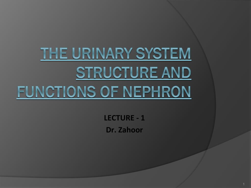 PPT - THE URINARY SYSTEM STRUCTURE AND FUNCTIONS OF NEPHRON PowerPoint ...