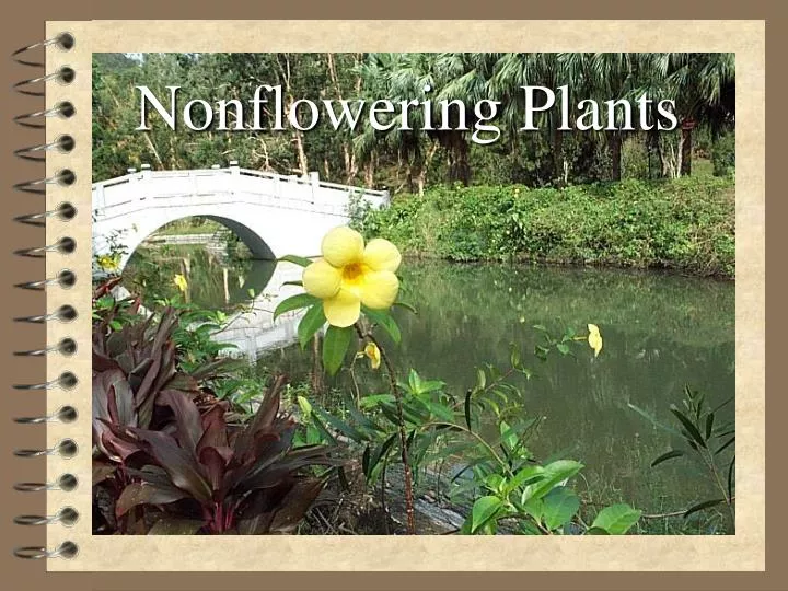 nonflowering plants