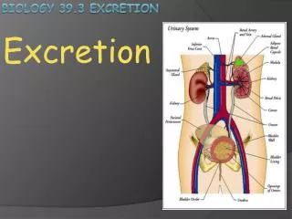 Biology 39.3 Excretion