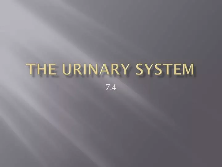 the urinary system